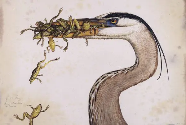 A heron with a mouthful of frogs.