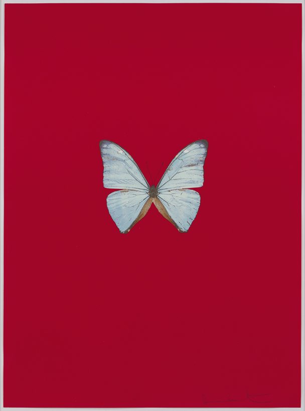 A blue butterfly on a red background.